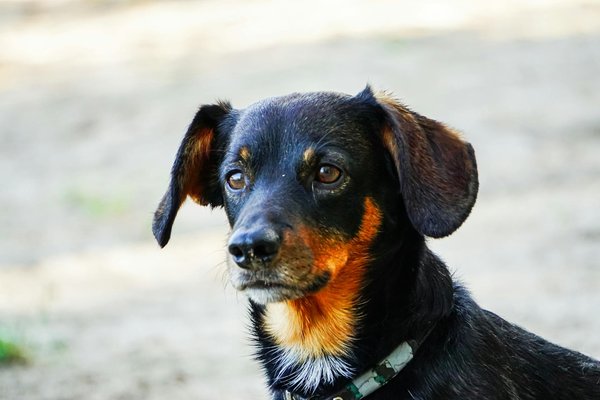 Réussir son premier élevage de chat : des erreurs à éviter