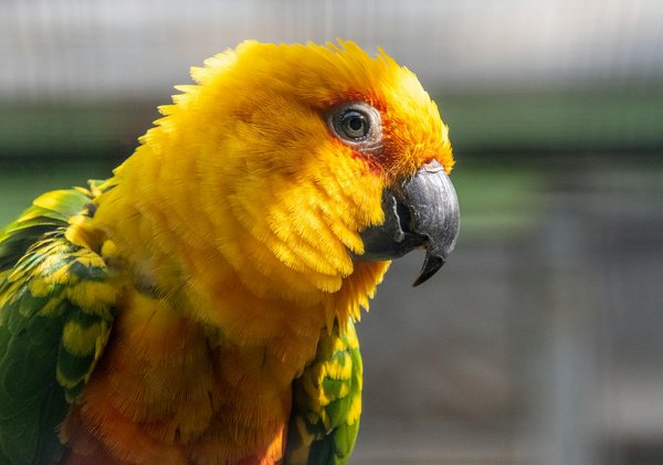 Comment les abeilles peuvent-elles contribuer à la sécurité alimentaire mondiale et que faire pour les protéger ?