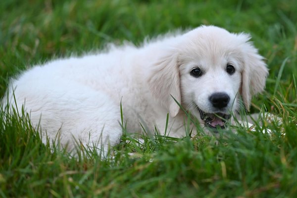 Meilleur fontaine à eau pour chat : notre sélection 2025