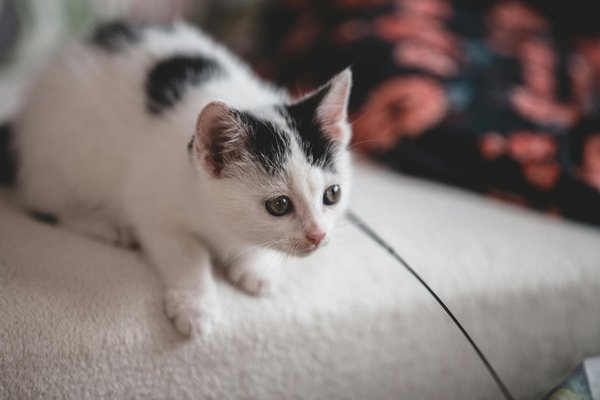Ragdoll : un chat adapté aux enfants ?