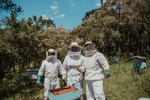 Matériel apiculture : tout ce qu'il faut pour vos ruches